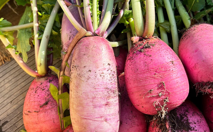 旬の野菜セット 5種類以上＜上野さん家の野菜＞那珂川市 [GGD001]