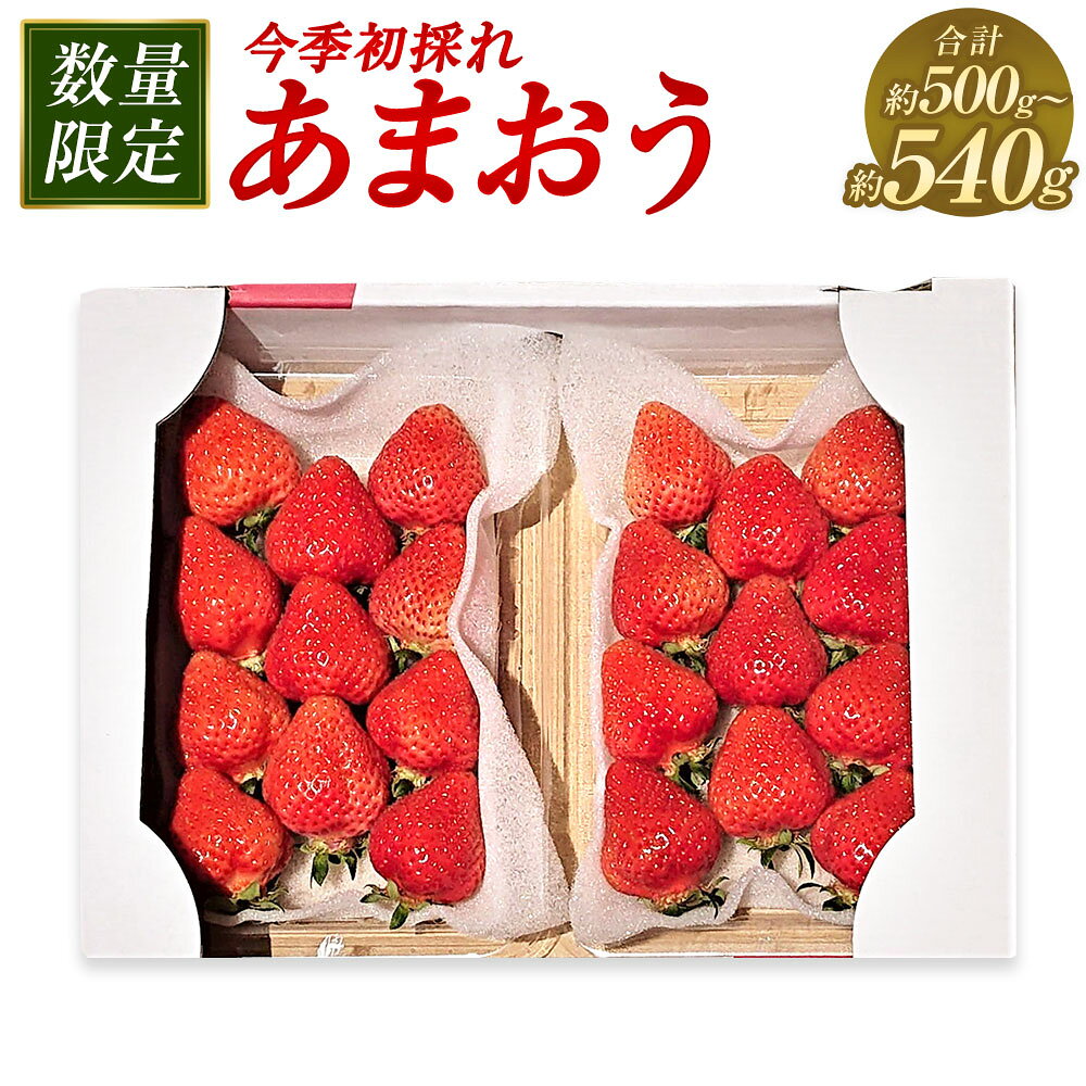 【ふるさと納税】今季初採れあまおう 2パック 約500～540g （約250～270g×2パック） 【数量限定】【2025年12月上旬～2026年1月下旬発送予定】 ／ 苺 いちご イチゴ おまおう くだもの 果物 フルーツ 初採れ 福岡県産 国産 福岡県 遠賀町 冷蔵 送料無料