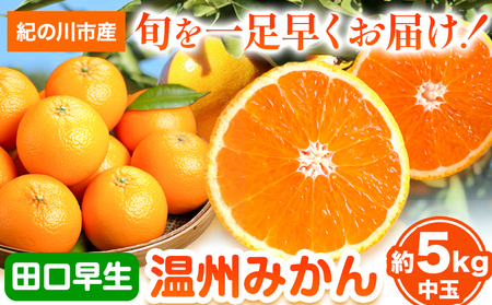 【先行予約】早生みかん(田口早生) 約5kg《2026年11月中旬～12月末頃より出荷予定(土日祝除く)》ｍ＆ｎ果実園 和歌山県 紀の川市 送料無料 蜜柑 柑橘 果物 フルーツ 温州みかん 早生みかん 田口早生