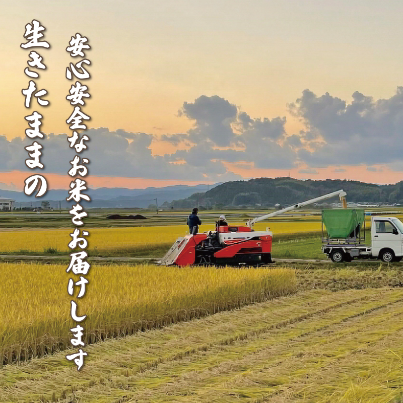 【お米定期便】 【6回】 令和7年度 玄米 ミルキークイーン 数量限定 各5キロ 米 コメ 減農薬栽培 お米 精米 早場米 新米 ご飯 おにぎり こめ 白米 低化学肥料 高知県 南国市