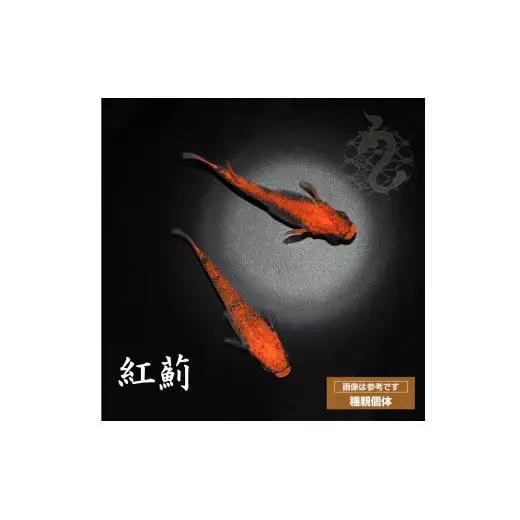 メダカ「紅薊」3ペア