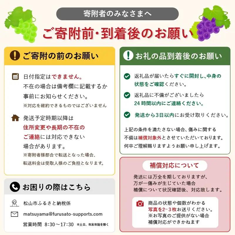 【2026年8月下旬頃から順次発送】 ブラックビート 2房 約900g 秀品 | ぶどう 葡萄 フルーツ 果物 産地直送  期間限定 くだもの ぶどう 葡萄 ブドウ おすすめ 人気 旬 フルーツ 愛媛