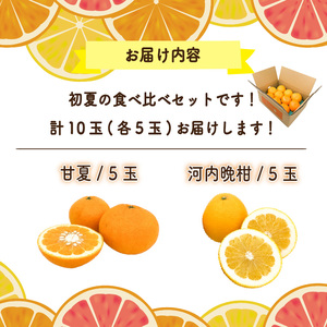 【先行予約】初夏の食べ比べセット～甘夏&河内晩柑～(各5玉) | みかんみかんみかんみかんみかんみかんみかん 【KK331】