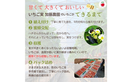 【先行予約受付中】【年内お届け！！】静岡県産いちご 紅ほっぺ 280g×2パック（1パック12～15粒） 冷蔵配送【配送不可：北海道・沖縄・離島】 苺 フルーツ
