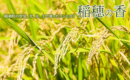 【令和7年産】米 コシヒカリ 稲穂の香 5kg 精米 白米 お米 こめ コメ 最高級米 ご飯 ごはん こしひかり 兵庫県産 兵庫 兵庫県 稲美町 