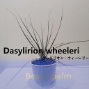 【ふるさと納税】ダシリリオン・ウィーレリ　Dasylirion wheeleri_栃木県大田原市生産品_Bear‘s palm | ダシリリオンウィーレリ ドライガーデン 植物 プラント 人気 おすすめ 送料無料