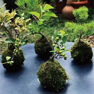 SL0239　【4回定期便】苔玉と和BONSAIの定期便「苔ボン4」