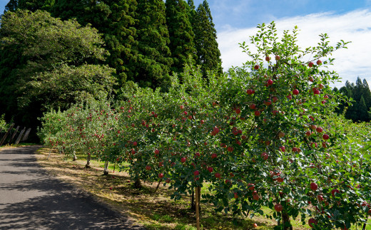 【数量限定・期間限定】75P3407　陽気な母さんの季節のりんご詰め合わせセット　5kg