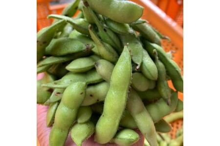 【先行予約／数量限定40】朝採り枝豆（湯上り娘）1kg（250g×4パック）（栽培期間中農薬・化学肥料・除草剤不使用）（2026年7月上旬～発送）