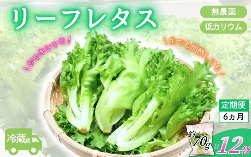 
アノレタス（リーフレタス）新鮮シャキシャキ 栽培期間中無農薬低カリウムレタス 12袋×6ヶ月連続お届けセット
