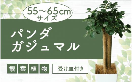 【観葉植物】パンダガジュマル55cm～65cm(前園植物園/035-1450) 南国鹿児島県で育った 観葉植物！植物 鉢付 インテリア 室内 オフィス おしゃれ プレゼント ギフト 開店祝い 移転祝い マイナスイオン【配送不可地域：北海道・沖縄県・離島】