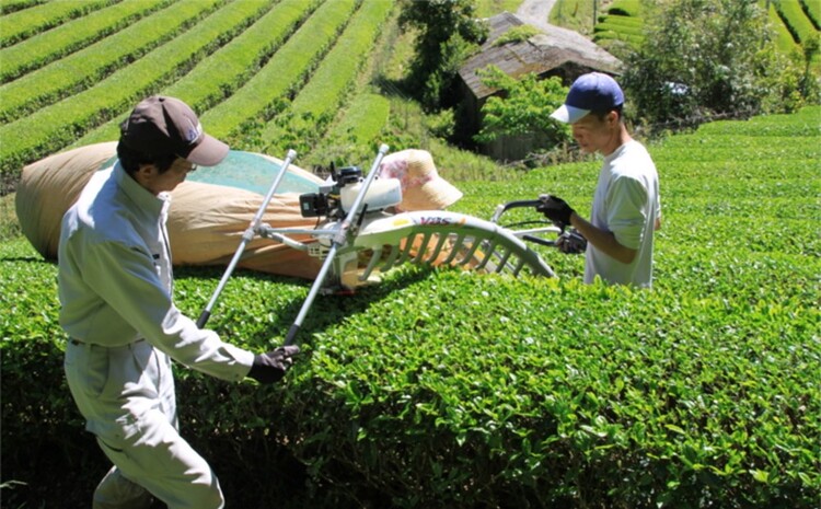 【無農薬栽培】基山茶高級煎茶2袋セット【お茶 緑茶 基山茶 基山町 高級 煎茶 旨み 渋み 美味しい 無農薬】 A3-J009001