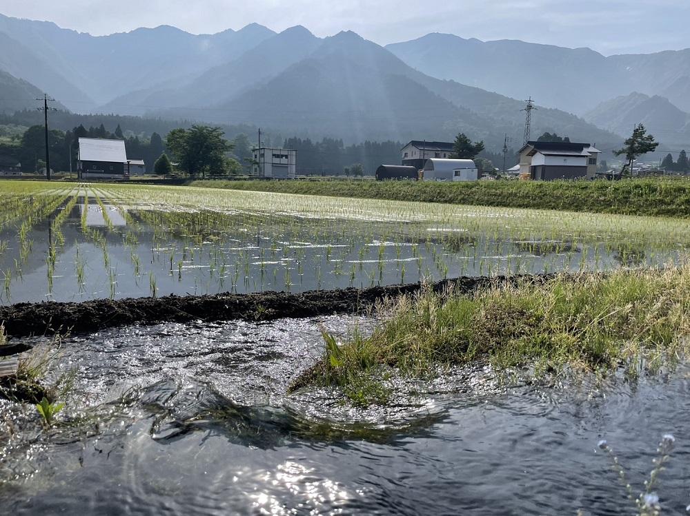 【令和7年産】農家直送　南魚沼産コシヒカリ　5kg(5kg×1袋）【2026年3月上旬より順次発送予定】