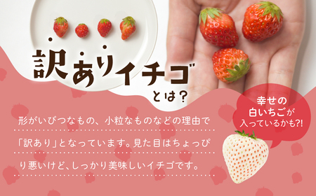 ブランドイチゴ たっぷり 約2kg 訳あり (約250g×8パック) 詰め合わせ イチゴ 甘いイチゴ 農家直送イチゴ ブランドイチゴ 愛知県 イチゴ