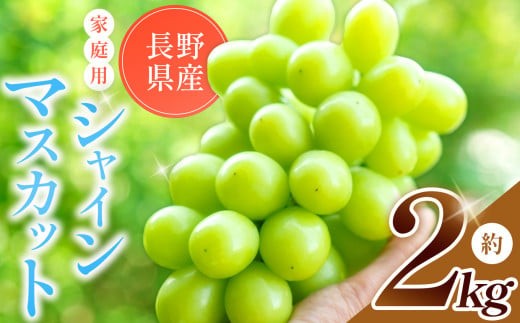 【2026年先行予約】 農家さん応援！ 訳あり【 ご家庭用 】シャインマスカット 約 2kg 【9月下旬頃～発送予定】 | 果物  訳あり くだもの フルーツ 葡萄 ぶどう ブドウ マスカット シャインマスカット 長野県 塩尻市