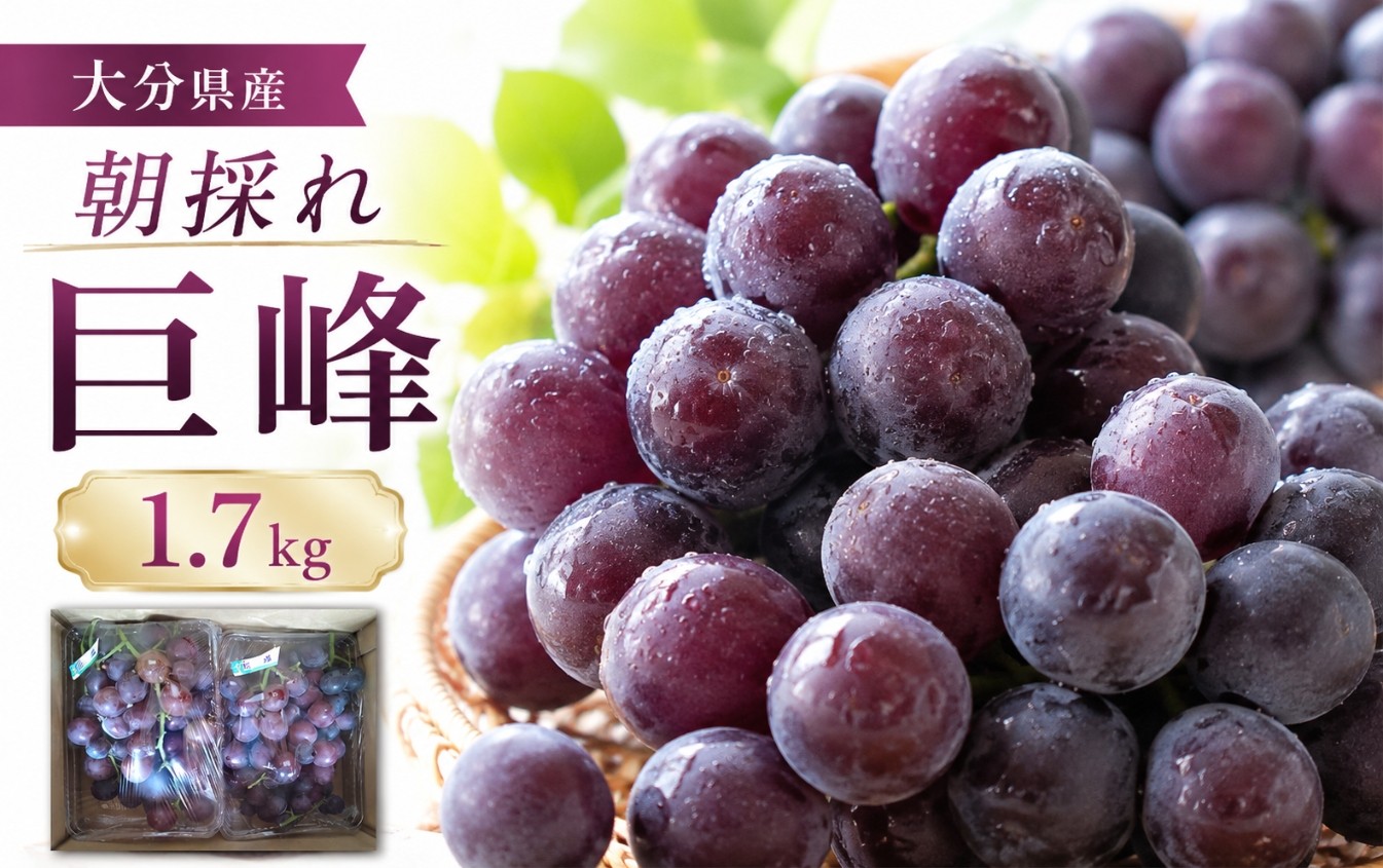 
                  【糖度計使用】 巨峰 約1.7kg | いわき農園 葡萄 ぶどう ブドウ 巨峰 種あり 数量限定 新鮮 産地直送 果物 くだもの フルーツ ギフト 大分県産 九州産 大分県 中津市
                