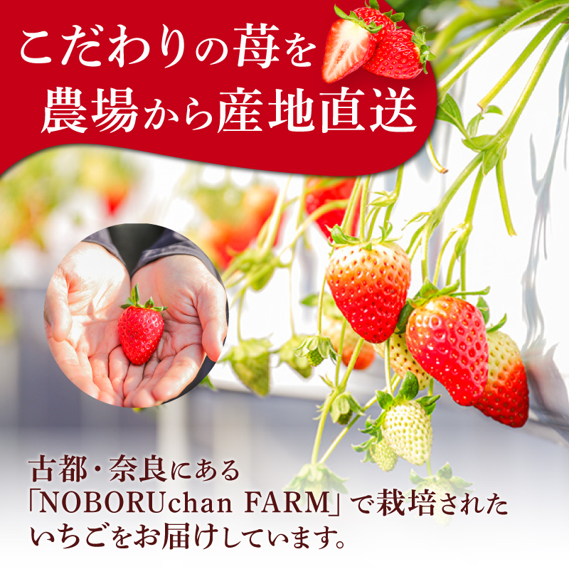 いちご ことか 約1620g 約270g×6パック 古都華 先行予約 【2027年1月発送】 数量限定 選べる容量 産地直送 希少品種 旬 冷蔵 イチゴ 苺 itigo ichigo strawber