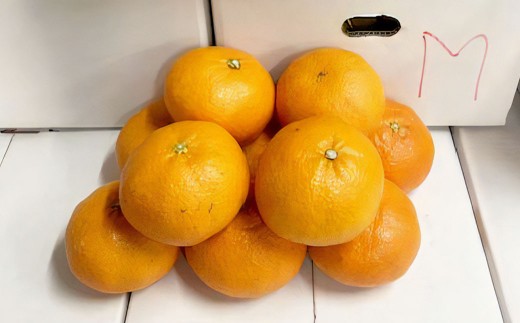 甘平 約2kg みかん ミカン 蜜柑 柑橘 柑橘系 柑橘類 くだもの 果物 フルーツ 果実 果汁 果肉 国産 愛媛県産 愛媛みかん かんぺい 果肉感 【2027年2月下旬-4月下旬発送予定】 ( 11
