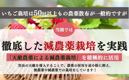 奈良県産ブランド「古都華（ことか）」２パック（約５４０ｇ）| フルーツ くだもの 果物 いちご イチゴ ことか コトカ 古都華 奈良県 五條市
