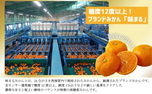 [C328-x-11］【 早期受付 】 【 11月発送 】 西海みかん ｢ 味まる ｣ 5kg 産地直送 ブランドみかん 糖度 12度以上 新鮮 家庭用 温州みかん 佐世保みかん フルーツ 柑橘 オレ