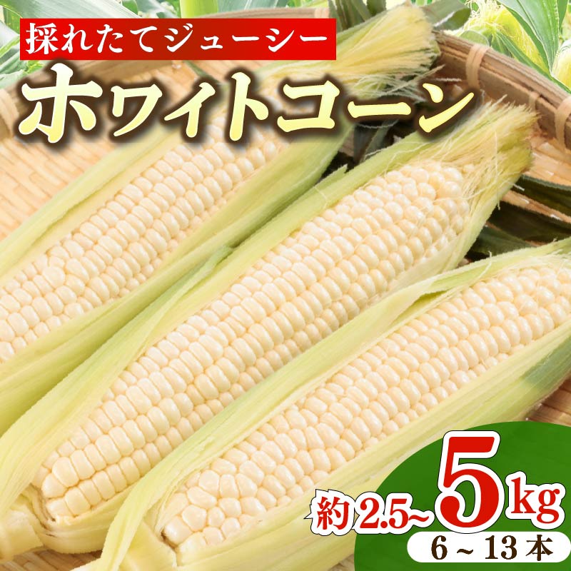 【ふるさと納税】 とうもろこし ホワイトコーン 6~13本 約2.5kg～5キロ 糖度 17~20度 雪の妖精 甘い 野菜 美味しい バーベキュー 産地直送 新鮮 生鮮 食品 山本耕業 静岡県 牧之原市