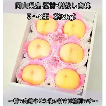 岡山県産  極甘・樹熟し白桃 5-8玉(約2kg)【配送不可地域：離島】【1707557】
