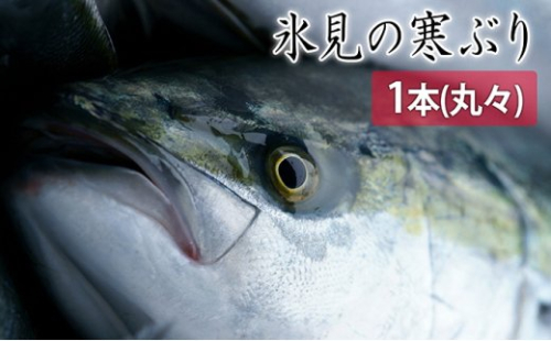 【先行予約】【期間限定】氷見の寒ぶり一本（丸々1本）【ひみ水産】※配送地域限定