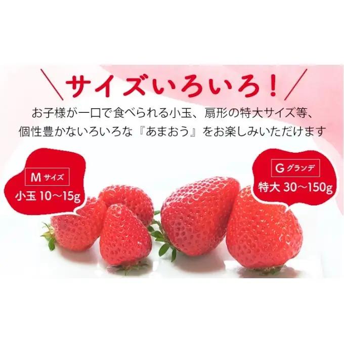 【訳あり】 いちご 2027年2月中旬より発送 あまおうサイズ色々 4パック 約1.14kg いちご