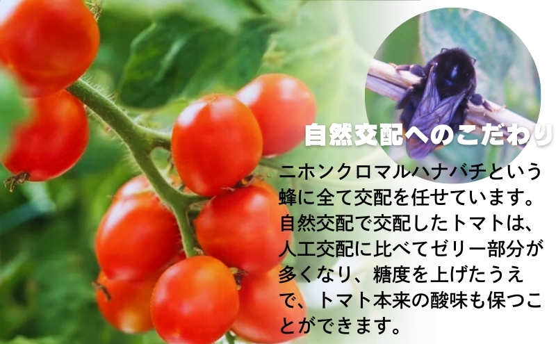 モリヒロ園芸が育てたじょんならんトマトの定期便B　約270g×12個入り（年間11回） 野菜 ミニトマト 甘い フルーツ サラダ 