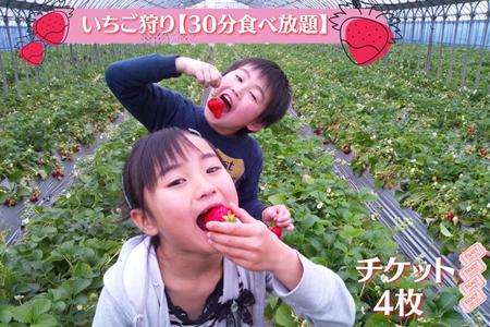 体験 いちご狩り 30分 食べ放題 チケット 4枚 磯山観光いちご園 いちご狩り