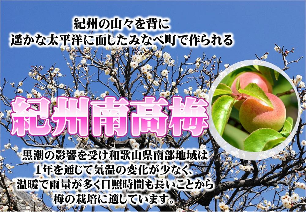 みかんこい梅 A-078