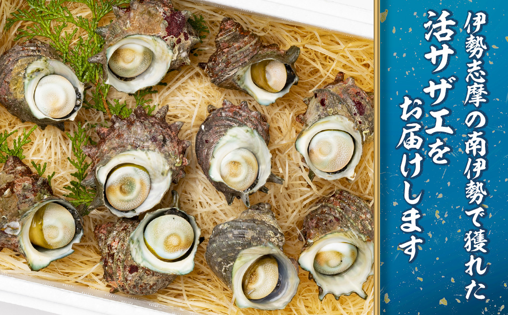 （冷蔵）地物　活きサザエAコース　1kg（8〜12ヶ入り）／貝　壺焼　さざえ　海の幸　新鮮　伊勢志摩