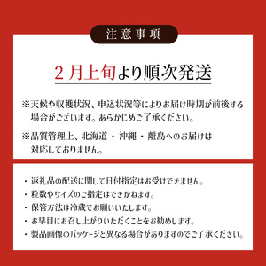 【1月下旬より順次発送】農家直送 朝採り新鮮いちご 【博多あまおう】[(約270g)×2パック]_Fi062
