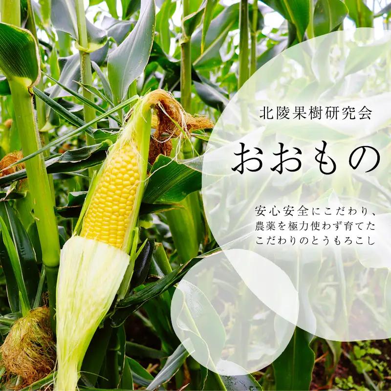 令和8年産 朝採り 農家直送 とうもろこし 3kg「おおもの」山形県産 【2026年9月中旬頃～10月中旬頃発送予定】※ 配送不可 沖縄・離島　010-B-HK021