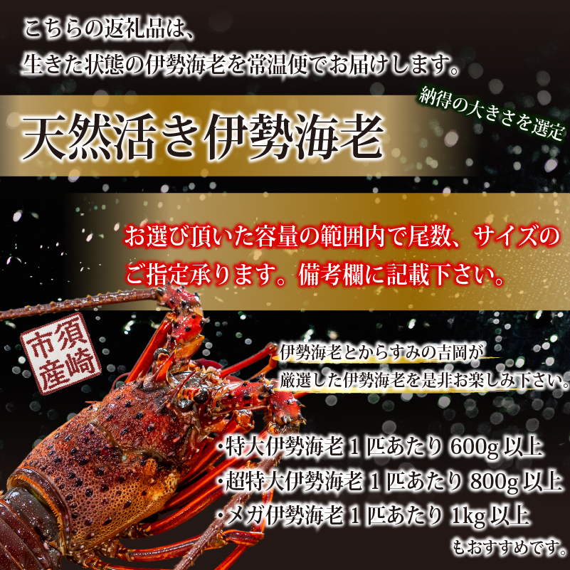 【伊勢海老】 活き伊勢海老 600g以上
