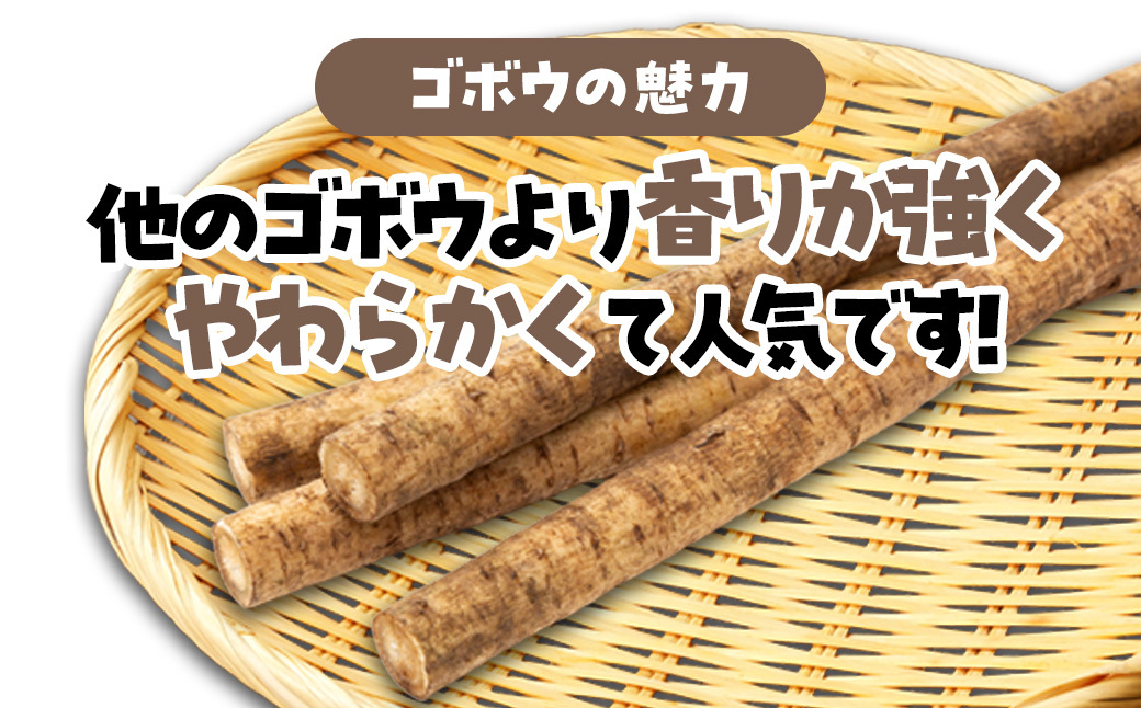 【先行予約】【8月中旬～1月下旬発送】ゴボウ 約5kg SMAF002