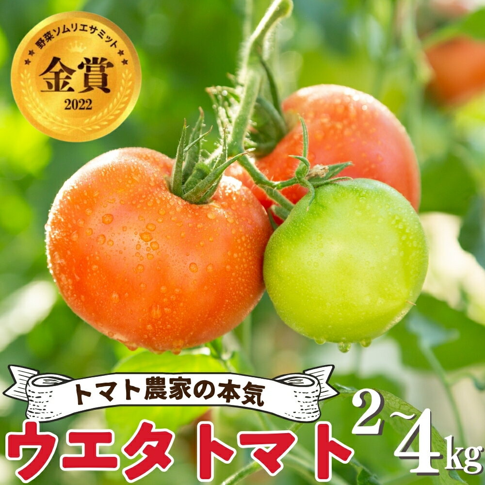 【ふるさと納税】＼高評価★5／ 先行予約 ウエタトマト 選べる 2kg / 4kg箱 トマト 新鮮 フルーツトマト とまと 冬のトマト 健康 リコピン お取り寄せ お取り寄せグルメ 食品 産地直送 愛知県 田原市 渥美半島 送料無料