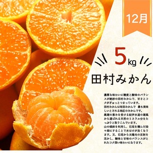 〈定期便〉【12・2・3月 全3回】紀州和歌山産旬の柑橘セット（田村みかん・はるみ・不知火） ※離島への配送不可 ｜ フルーツ