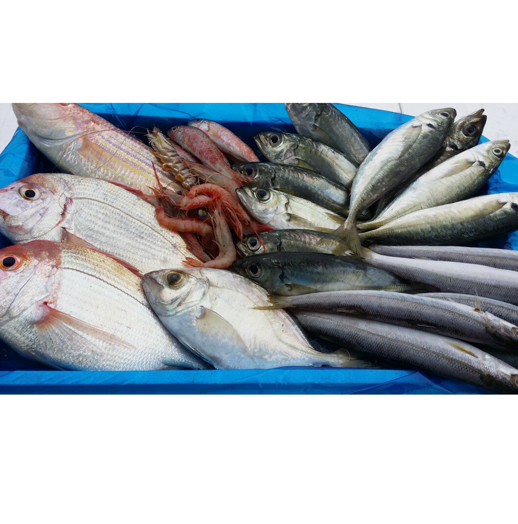 【ふるさと納税】 漁師に おまかせ 鮮魚 セット B 約 2kg 海鮮 新鮮 魚 お魚 魚介類 魚貝 詰め合わせ 冷蔵 高知 高知県 黒潮町