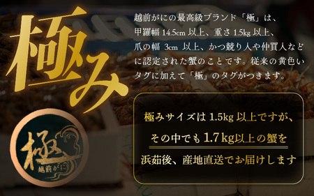 越前がに本場の越前町からお届け！越前がに浜茹で究極の1杯 極み(きわみ)サイズ（生で約1.7kg～）×1杯【12月発送】 [e57-x009_12] 越前町 雄 ズワイガニ ボイル 冷蔵 越前がに 越