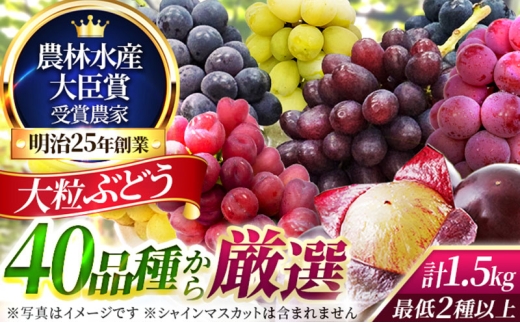大粒品種詰め合わせ(シャインマスカット含まず)1.5サイズ