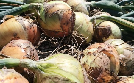 ★淡路島玉ねぎ★ 子供達も大好き!! あま～い玉ちゃん10kg☆ひょうご安心ブランド取得☆