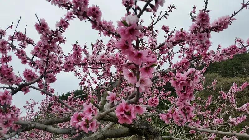 【2026年度先行予約】朝採り桃 2kg（夢みづき・あかつき・なつっこ）５～7個 [h187]