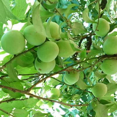 ふるさと納税 日高町 【和歌山名産】南高梅約5kg(サイズ混合)(日高町) |  | 01