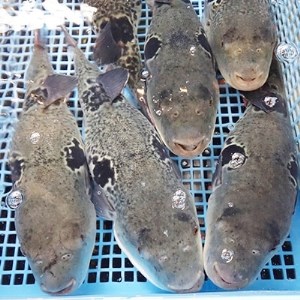 とらふぐ刺身セット(4～5人前)【大分水産】【配送不可地域：離島】【1095871】
