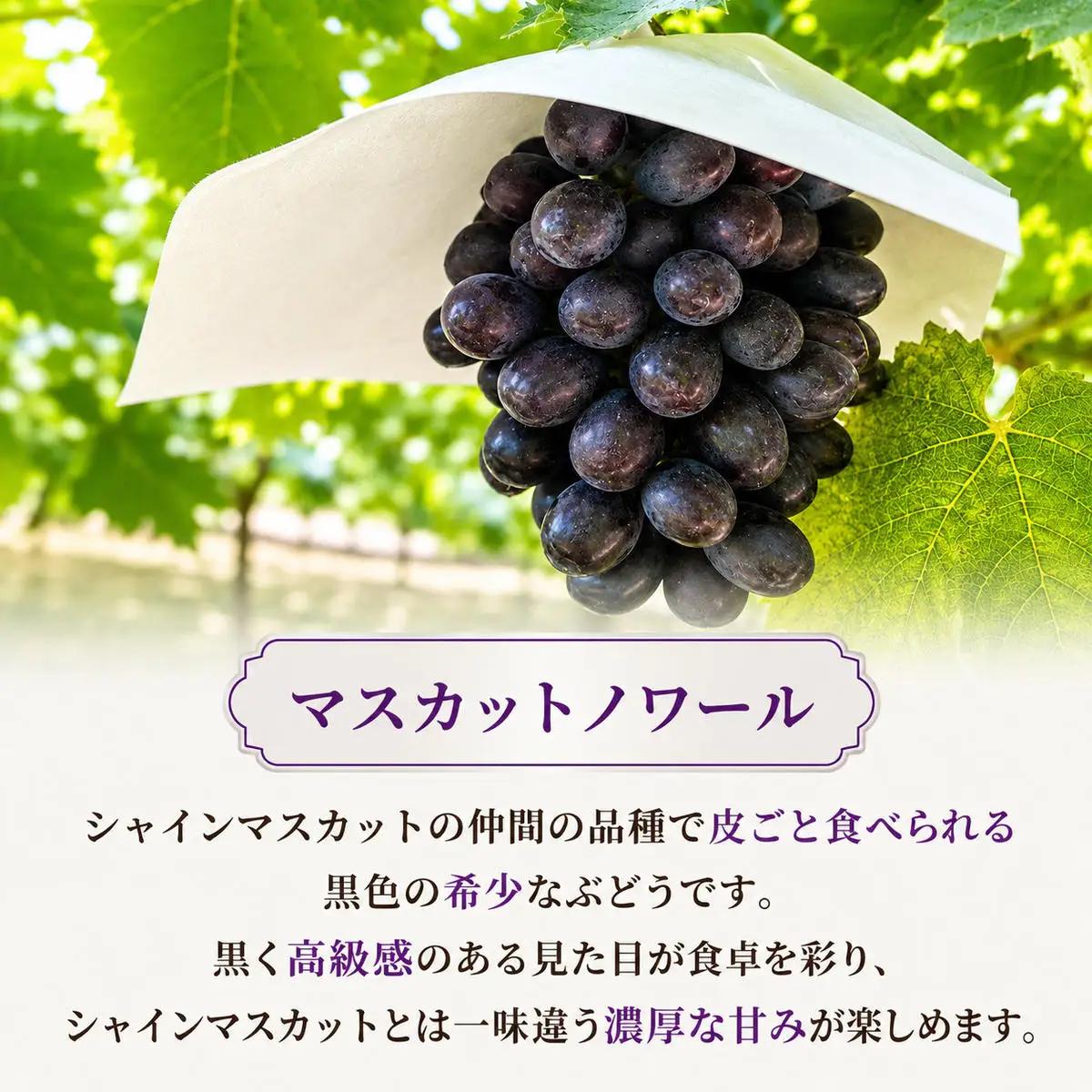 先行予約 数量限定 シャインマスカット マスカットノワール 黒ぶどう 希少2品種 食べ比べ ぶどうセット 2房 計1kg 種なし 甘い フルーツ 果物 岸和田産 葡萄 マスカット 産直 農園直送