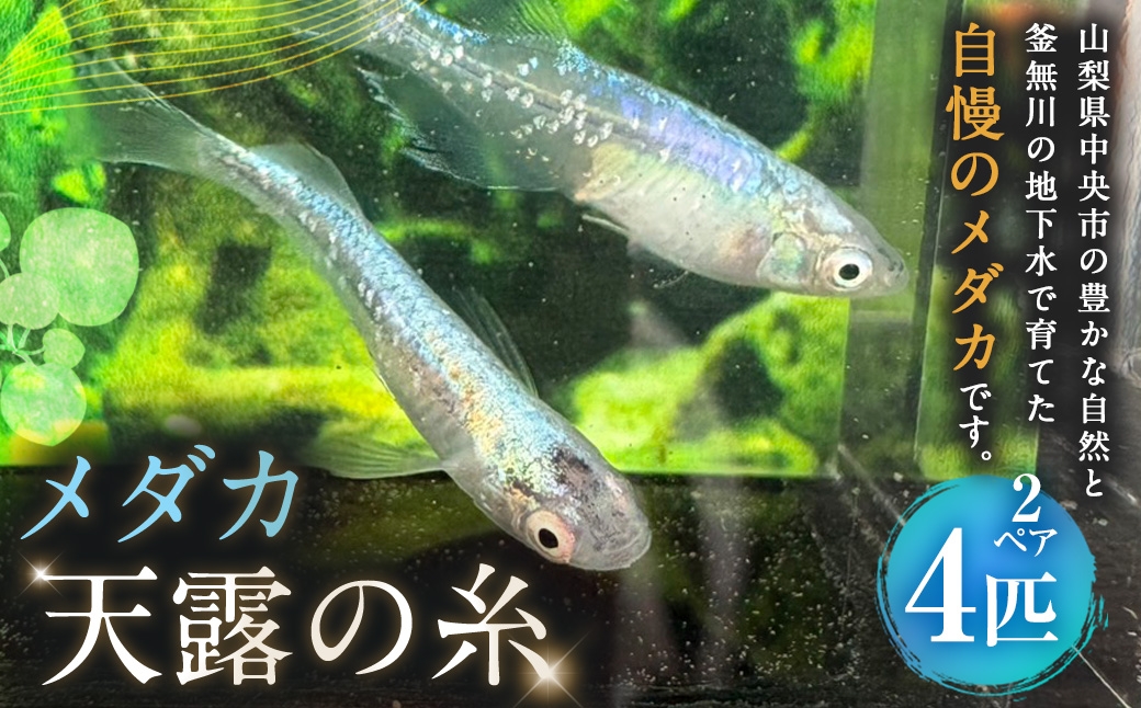 
                  メダカ 【 天露の糸 】 2ペア 4匹 めだか 観賞魚 初心者 魚 さかな インテリア 鑑賞 育成 飼育 淡水魚 川魚 生き物 生物 愛好家
                