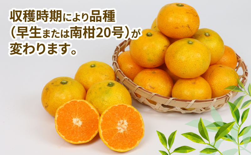 訳あり 小玉 みかん 9kg 2S ～ 3S サイズ 不揃い 植村農園 早生 南柑20号 早生温州 早生みかん 温州みかん わせ 果物 くだもの フルーツ 柑橘 蜜柑 みかん mikan 農家直送 産
