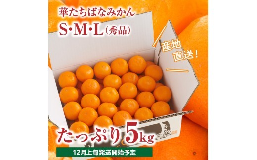 華たちばなみかん S・M・L（秀品）
