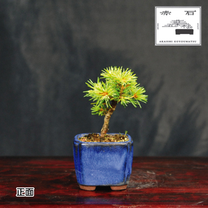 赤石の泉 赤石 五葉松（鉢植え） F-129【現品限り】【配送地限定】
